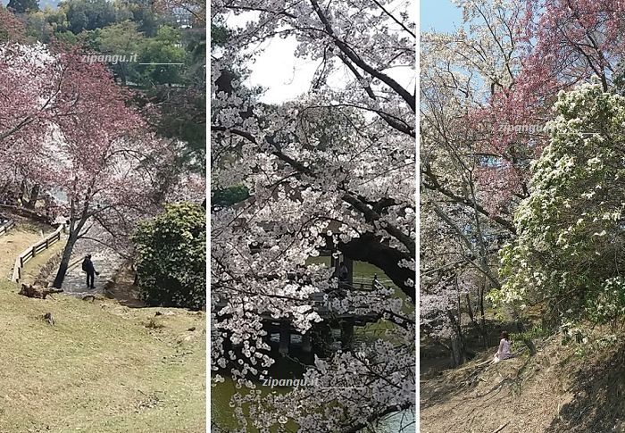 Cosa vedere a Nara: la fioritura dei ciliegi nel Parco di Nara