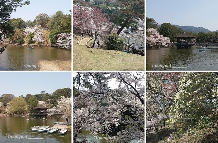Dove vedere la fioritura dei ciliegi a Nara: il Parco di Nara