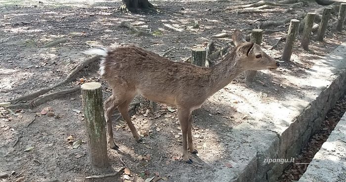 Cosa vedere a Nara: i nihonshika