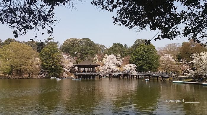 Cosa vedere a Nara in 1 giorno: lo stagno Sagi-Ike
