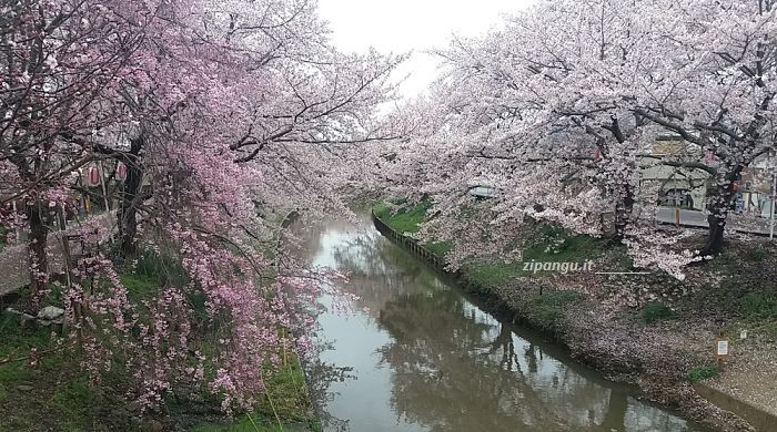 Fioritura dei ciliegi a Nara: Saho-gawa