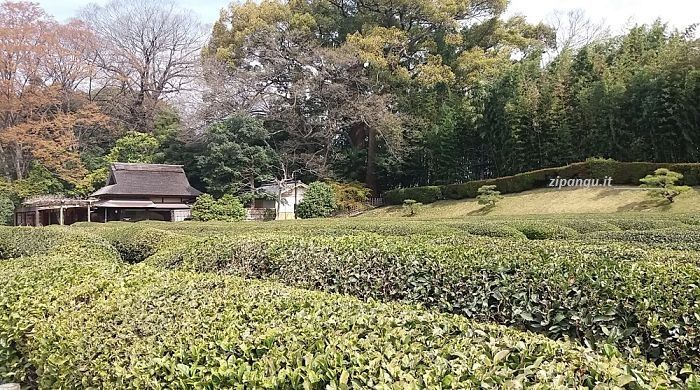 Vedere le piantagioni di tè in Giappone: Okayama, Koraku-En