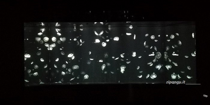 Cosa fare a Osaka quando piove: visita al Kaiyukan, magnifico acquario