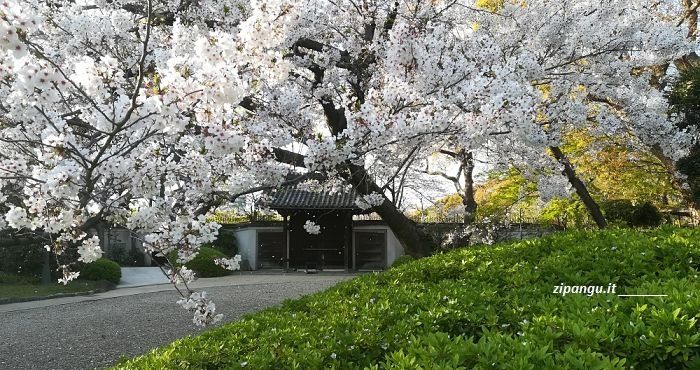 Ciliegi in Giappone: hanafubuki nel Keitaku-En a Osaka