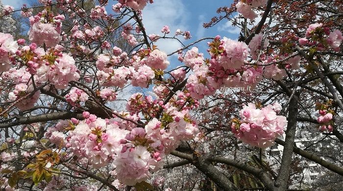 Cosa vedere a Osaka: Parco Kema-Sakuranomiya