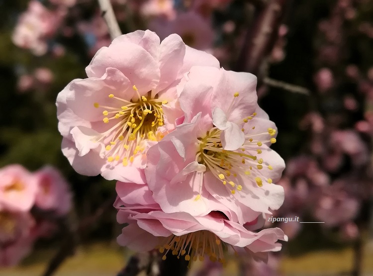 Pruni in fiore al Boschetto di Pruni del Castello di Osaka