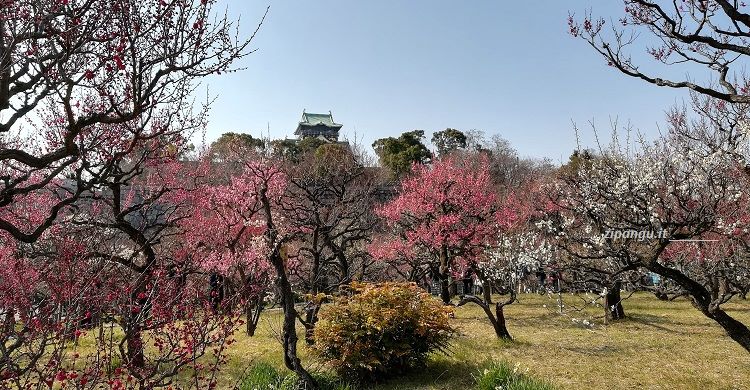 Parco del Castello di Osaka; il boschetto dei pruni fiorito