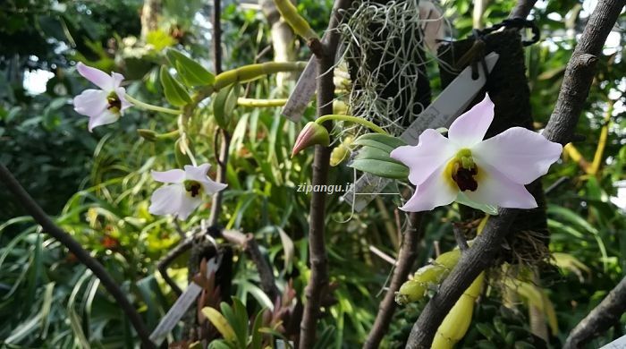 Giappone: Osaka Itinerari a Osaka: Conservatorio Botanico Sakuya Konohanakan