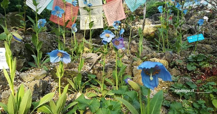 Viaggio a Osaka: visita al Conservatorio Botanico Sakuya Konohanakan