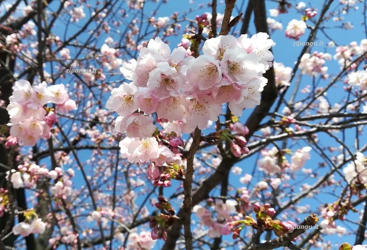 Dove vedere i ciliegi ad Asakusa: Parco di Sumida, ciliegio Ookanzakura
