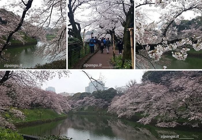 Hanami a Tokyo: Chidorigafuchi