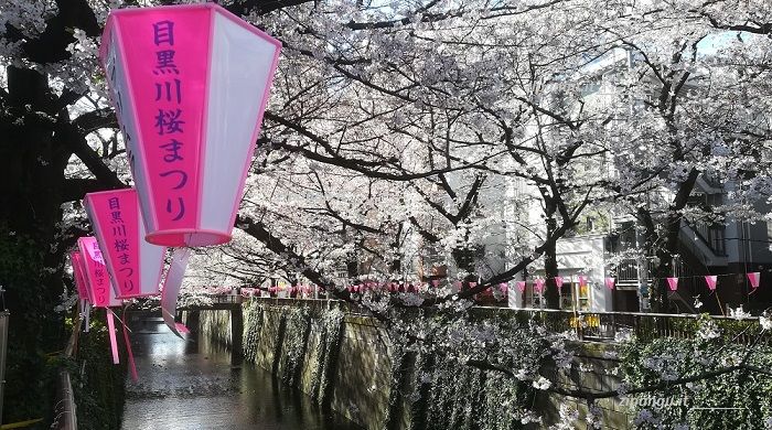 Quattro giorni a Tokyo; fioritura dei ciliegi: passeggiata lungo il Meguro-gawa