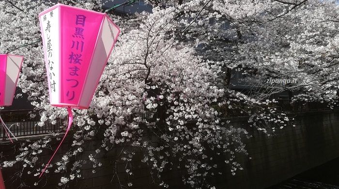 Tokyo: Meguro Cosa vedere a Tokyo durante la fioritura dei ciliegi: Meguro, lanterne