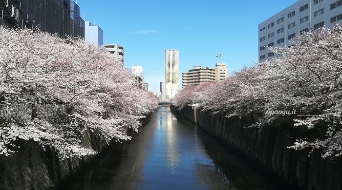 Dove andare a Meguro: lungofiume del Meguro-gawa; ciliegi
