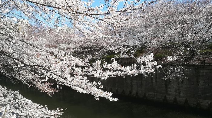 Giappone: Tokyo Cosa vedere a Meguro (Tokyo): Meguro-gawa