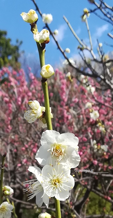 Cosa vedere a Ota (Tokyo): Ikegami-Baien