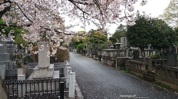 Yanaka: Cimitero di Yanaka