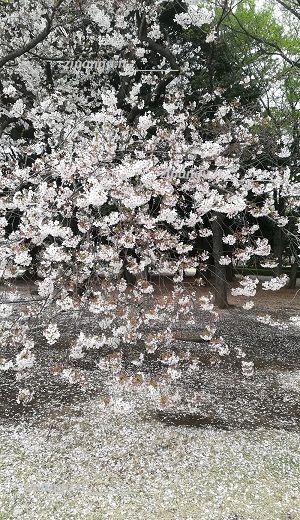 Tappeto di petali di ciliegi a Tokyo