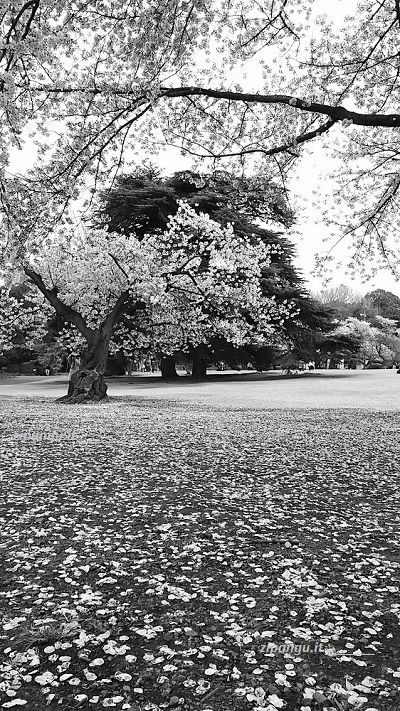 Cinque giorni a Tokyo; quale parco visitare: lo Shinjuku-Gyoen a Shinjuku