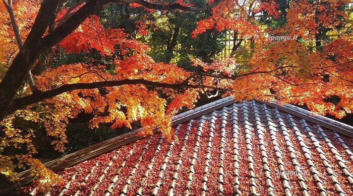 Autunno in Giappone: aceri a Uji