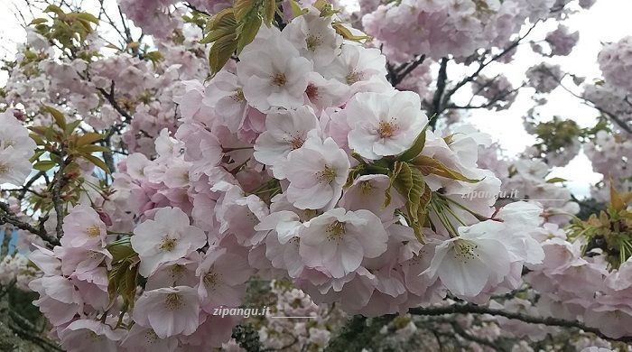 Fiori di ciliegi al Monte Yoshino