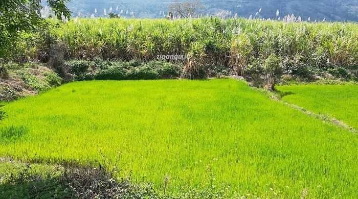 Vietnam: un campo coltivato lungo la statale QL26