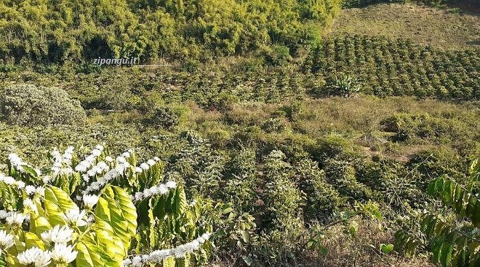 Piantagione di caffè nel Dak Lak