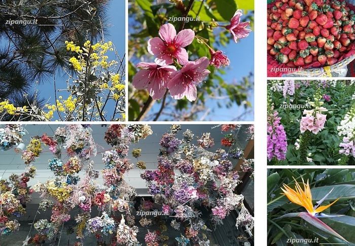 Piante, fiori e frutti a Da Lat