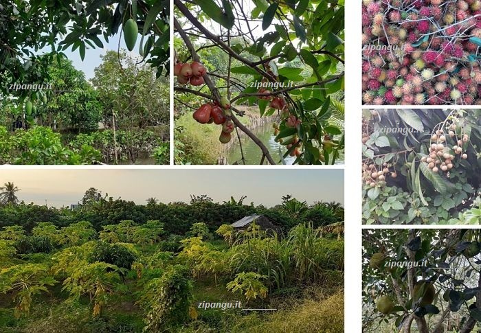 Frutta nel Delta del Mekong (Vietnam)
