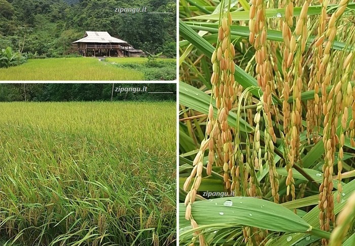 Ha Giang (Vietnam): risaie