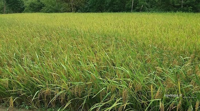 Provincia di Ha Giang; un campo coltivato nell'oro della bella stagione