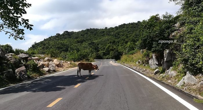 Sicurezza in strada in Vietnam: animali in strada