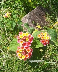 Viaggiare in Vietnam con gli animali; piante pericolose: la Lantana